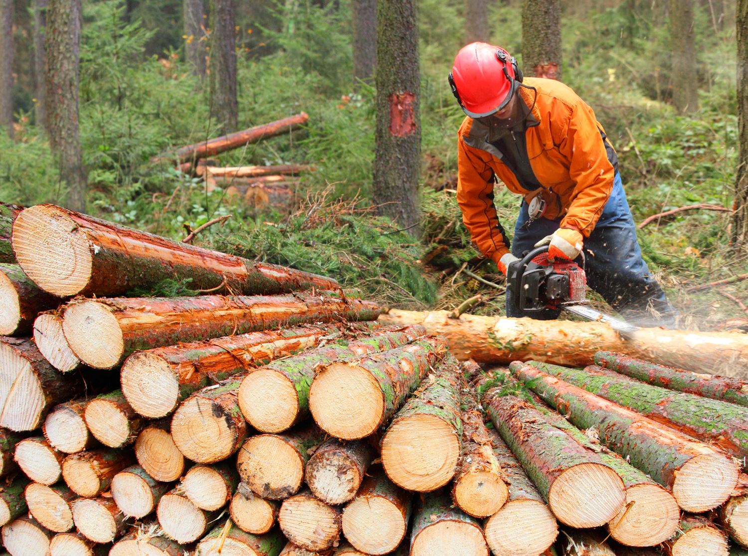 O lesnictví a nákupu dřeva